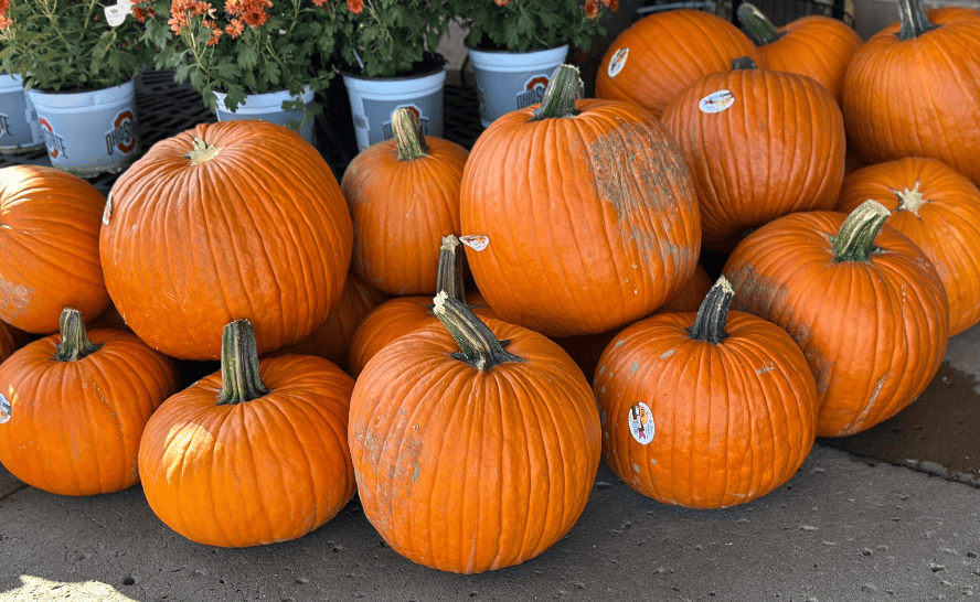 Carving Pumpkins Kroger